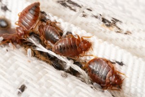 Σε άλλα -αηδιαστικά- νέα, στη Λάρισα κάνουν επιδρομή ιπτάμενες κατσαρίδες - εικόνα 1