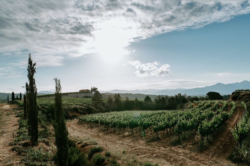 ΚΡΑΣΙ ΚΤΗΜΑ ΤΣΕΛΕΠΟΥ ΜΑΝΤΙΝΕΙΑ 4