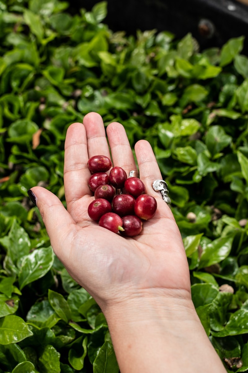 Ταξίδι στην Κολομβία από την Θάλεια Ιωάννου_Καφές
