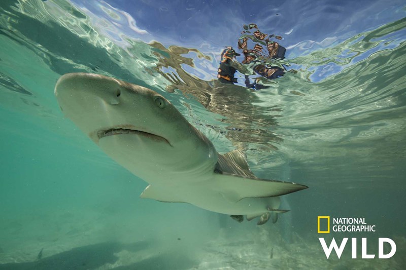 ΝΤΟΚΙΜΑΝΤΕΡ SHARKFEST 1