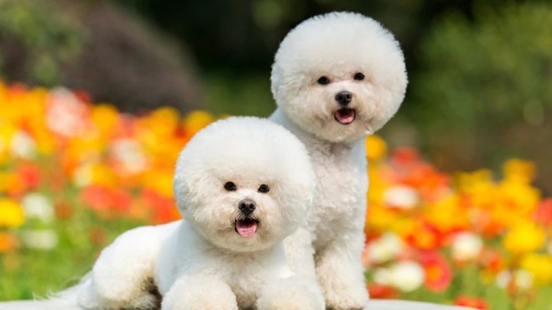 Μπισόν Φριζέ