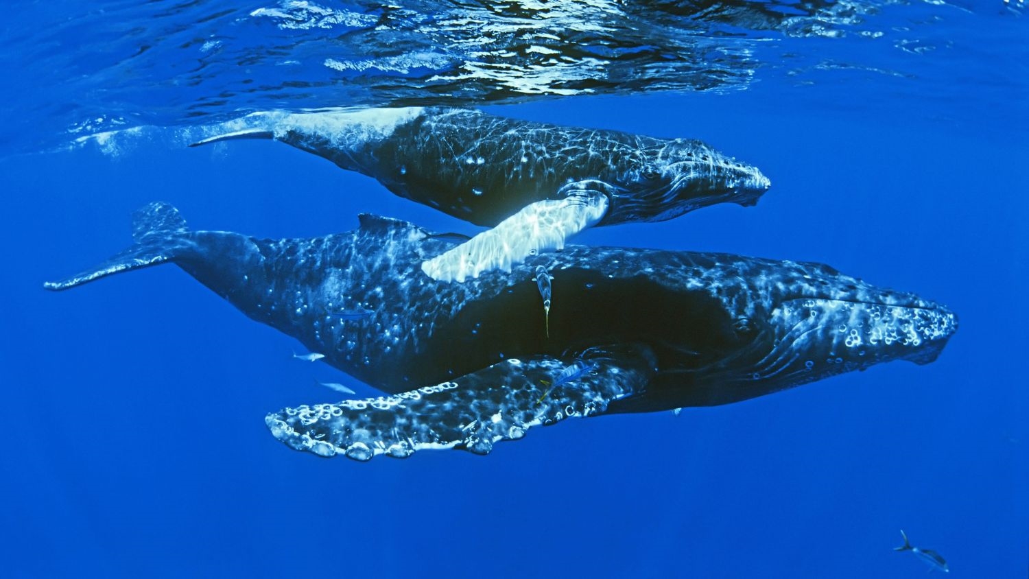 Επιστήμονες βρήκαν στον βυθό της θάλασσας πλάσματα πιο παλιά κι από τους δεινόσαυρους (video) - εικόνα 2