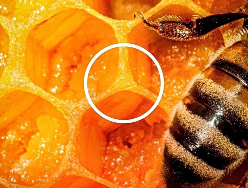 Η Mercedes επαναπροσδιορίζει το εμβληματικό της logo μέσα από τη φύση, σε μια viral καμπάνια που αναδεικνύει δημιουργικότητα και κομψότητα.