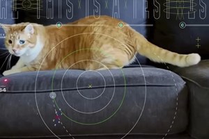 Σταματώντας τον πόλεμο ανάμεσα στον σκύλο και τη γάτα σου - εικόνα 1