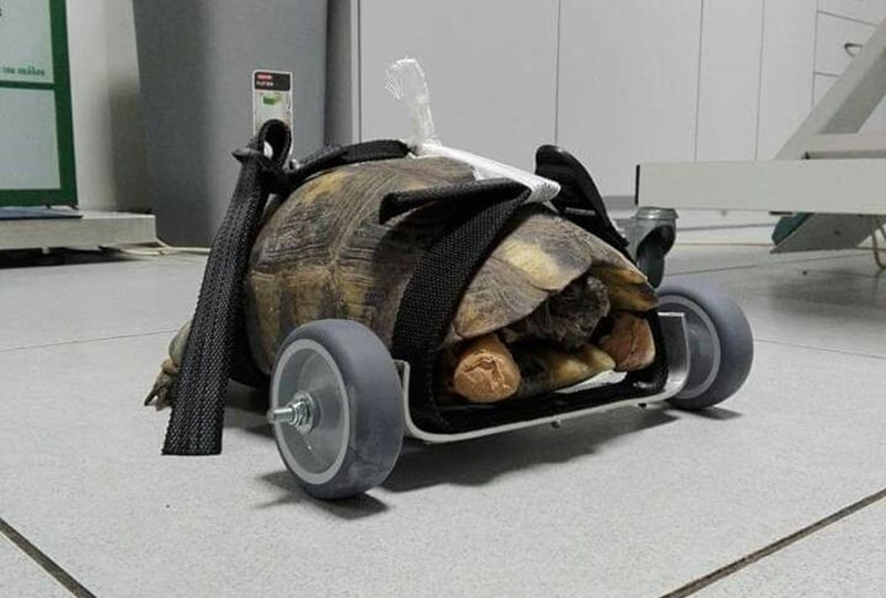 Βασίλης Τζιγκούρας