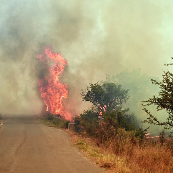 Πώς μπορείς να βοηθήσεις πυρόπληκτους ανθρώπους και ζώα