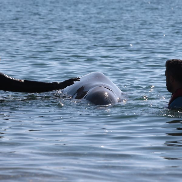 Όσα γνωρίζουμε για το ζιφιό, το σπάνιο είδος φάλαινας που εντοπίστηκε στον Άλιμο