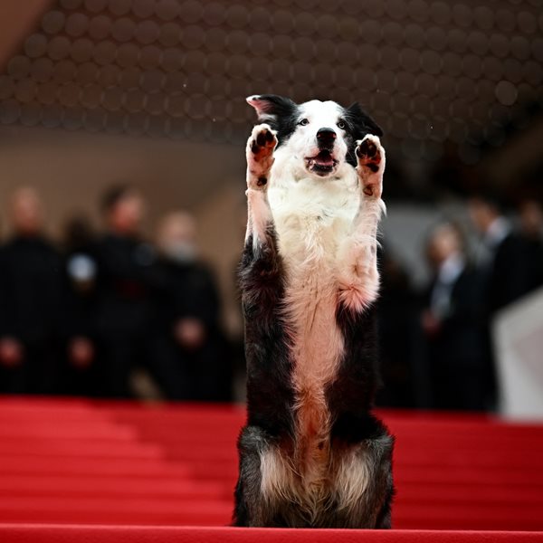 Messi, ο σκύλος από την 'Ανατομία μίας Πτώσης' περπάτησε στο κόκκινο χαλί του Φεστιβάλ Καννών