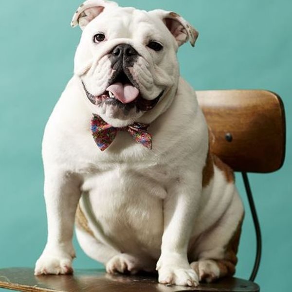 Πώς θα δέσεις σωστά το παπιγιόν