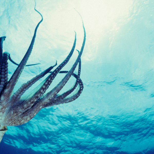 Ένα πρωτότυπο debate για τα χταπόδια