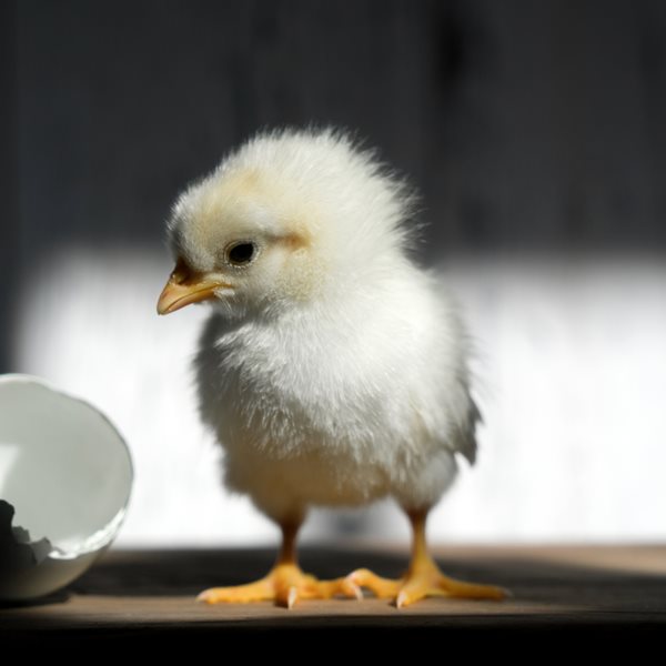 Τελικά η κότα έκανε το αυγό-η επιστημονική εξήγηση