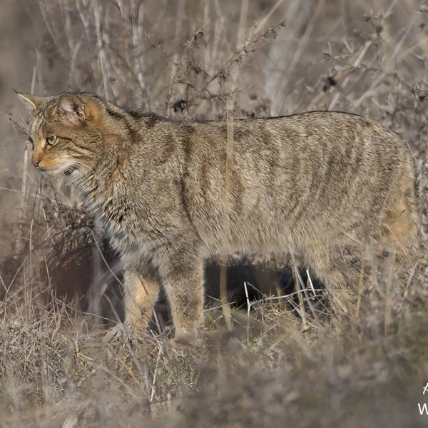 Σπάνια αγριόγατα εμφανίστηκε στην λίμνη Κερκίνη (εικόνες)