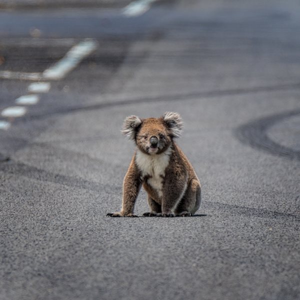 Μέχρι το 2050 τα κοάλα ίσως να έχουν εξαφανιστεί