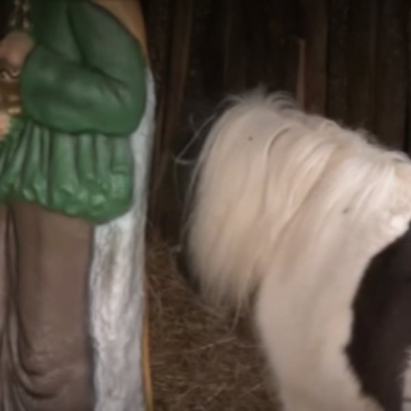 Φάτνες με ζωντανά ζώα, μία ακόμα αχρείαστη παγκόσμια πρωτοτυπία από το Δήμο Βόλου