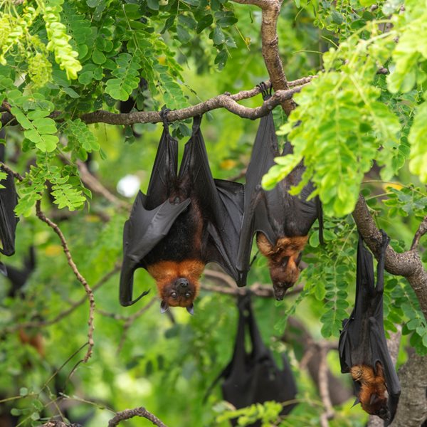 Η νέα θεωρία συνομωσίας για τον κορονοϊό που αμφισβητεί η επιστήμη