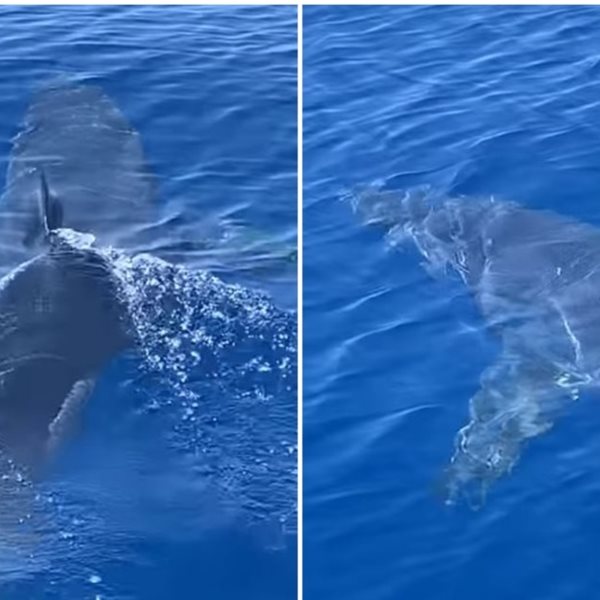 Σε άλλα νέα, καρχαρίας βόλταρε κοντά στο λιμάνι της Ζακύνθου