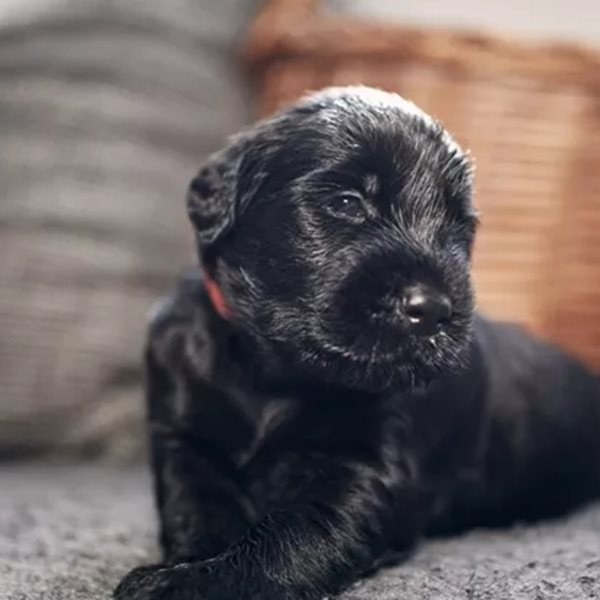 Μια φορά κι έναν καιρό, ένα αδεσποτάκι μου έσωσε κυριολεκτικά τη ζωή