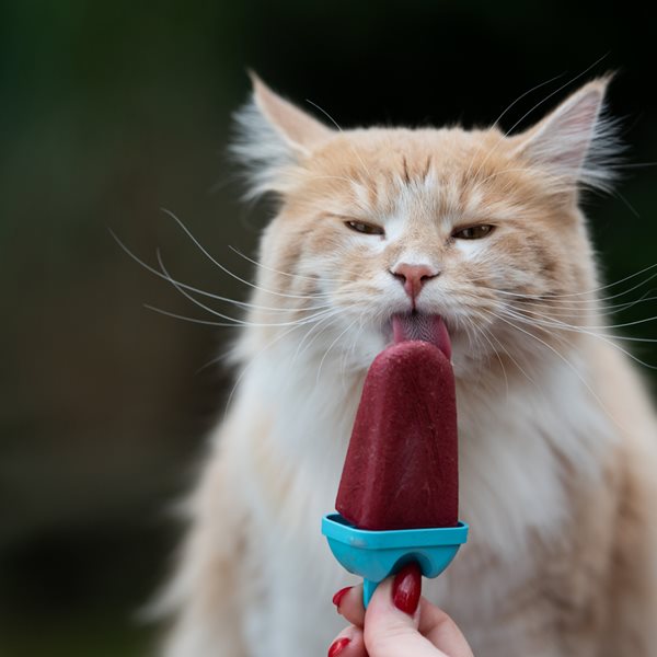 Οδηγός διατροφής για τις ημέρες του καύσωνα