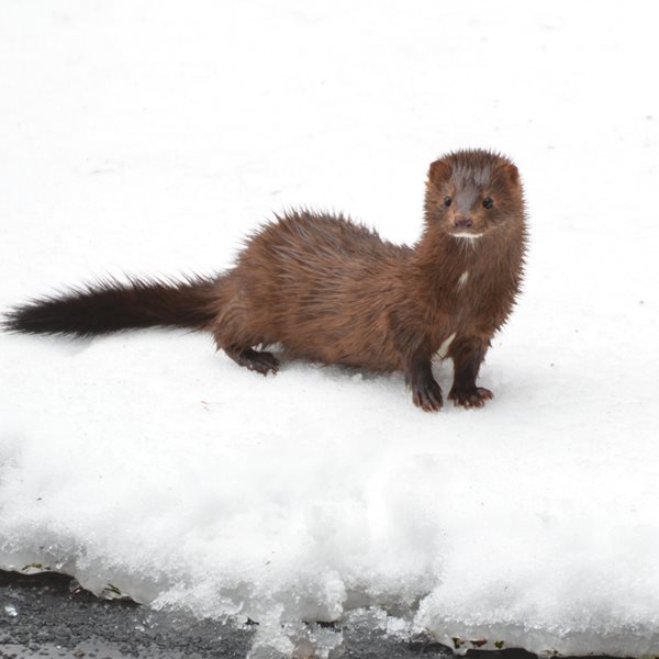 Στην Ρωσία αναπτύσσουν εμβόλιο κατά του κορονοϊού για κατοικίδια και βιζόν