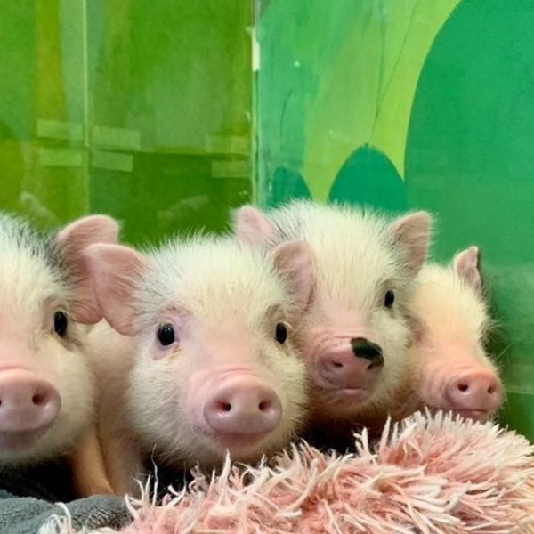 Στην Ιαπωνία υπάρχουν μπαρ γεμάτα γουρουνάκια