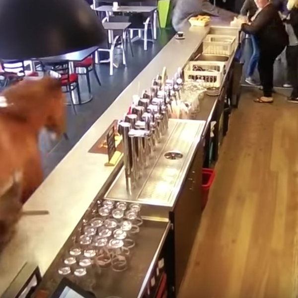 Χωρίς πλάκα, στη Γαλλία ένα άλογο μπήκε σε ένα μπαρ