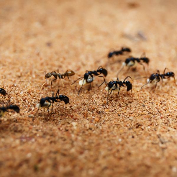 Μυρμήγκια κάνουν σεξ, Γερμανοί μένουν χωρίς ίντερνετ