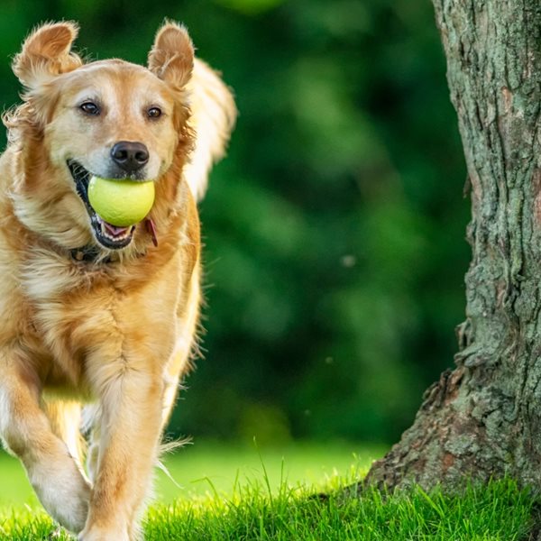 10 έξυπνοι τρόποι για να μειώσεις τα έξοδα του σκύλου σου