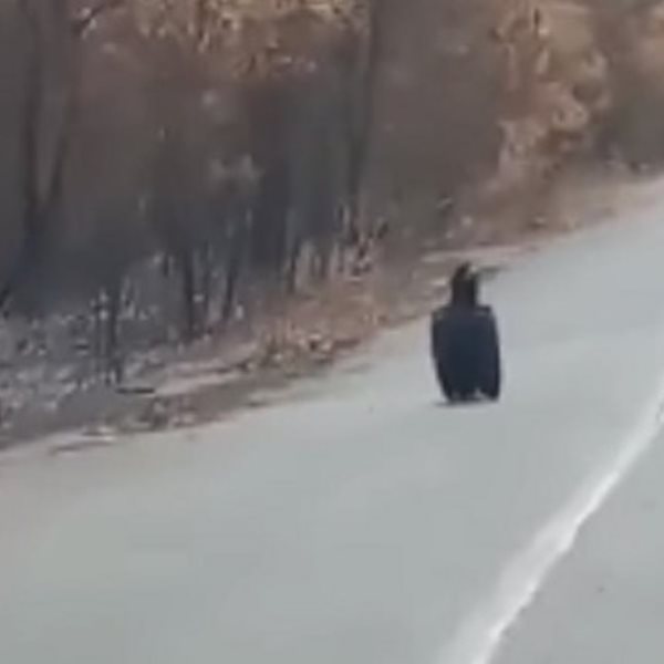 Οι σπάνιοι μαυρόγυπες αναζητούν το σπίτι τους στα καμμένα του Έβρου