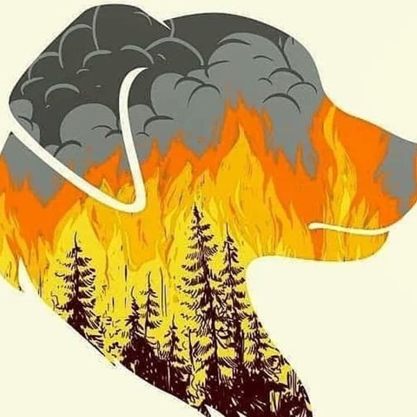 Κάηκε ολοσχερώς το καταφύγιο Fazoo Farm στον Κουβαρά