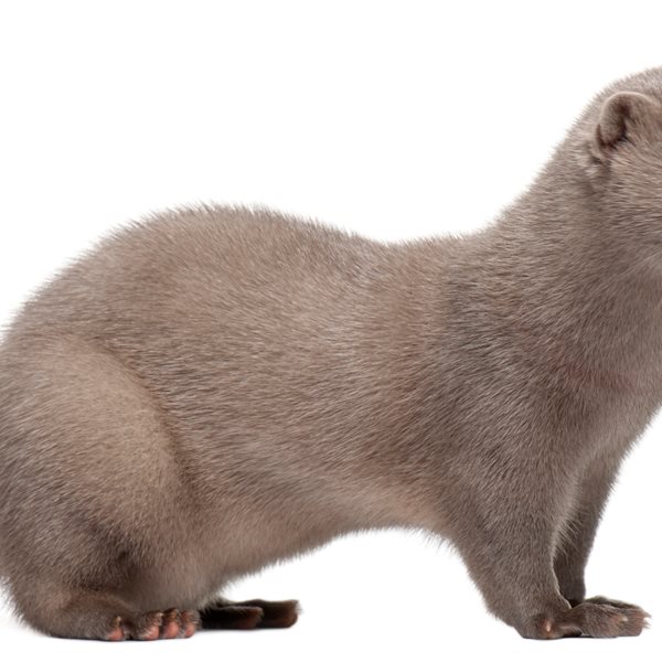 Ο άνθρωπος μεταδίδει τον κορονοϊό σε βιζόν και αντιστρόφως σύμφωνα με νέα έρευνα