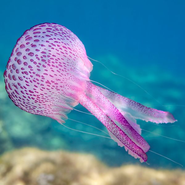 Όλα όσα πρέπει να γνωρίζεις για τις μωβ μέδουσες