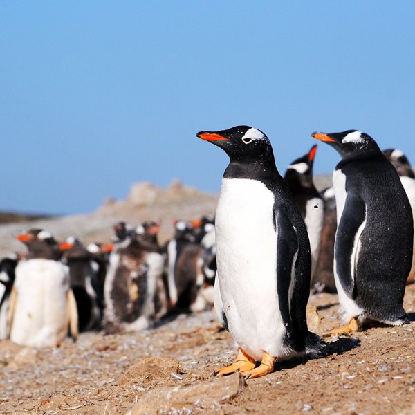 Ονειρικό νησί με πιγκουίνους βγαίνει στο σφυρί, ο ιδιοκτήτης δεν ξέρει πόσα να ζητήσει