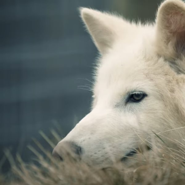 Ανταρόλυκος: Μήπως η επιστροφή του δεν είναι και τόσο επιστροφή;