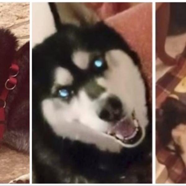 Άρση απορρήτου στις επικοινωνίες για να βρεθεί ο δολοφόνος του χάσκι στην Αράχωβα