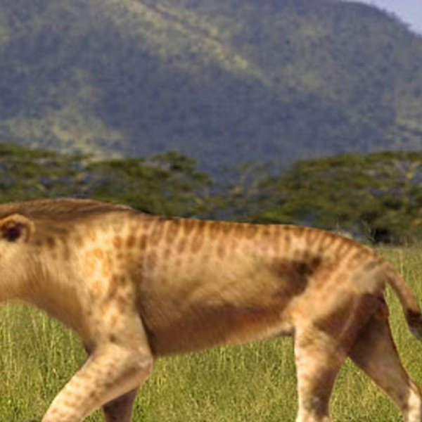 Ίσως βρέθηκε η μεγαλύτερη γάτα στην ιστορία