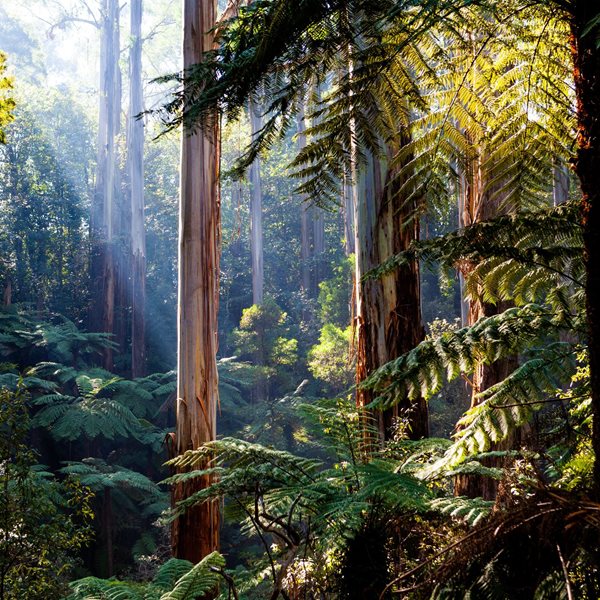 Η δύναμη της φύσης στην ανθρώπινη υγεία