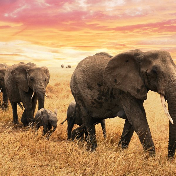 Το μυστήριο με εκατοντάδες νεκρούς ελέφαντες στην Νότια Αφρική