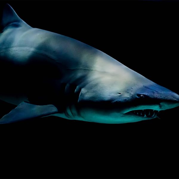 Όρκα εναντίον καρχαρία