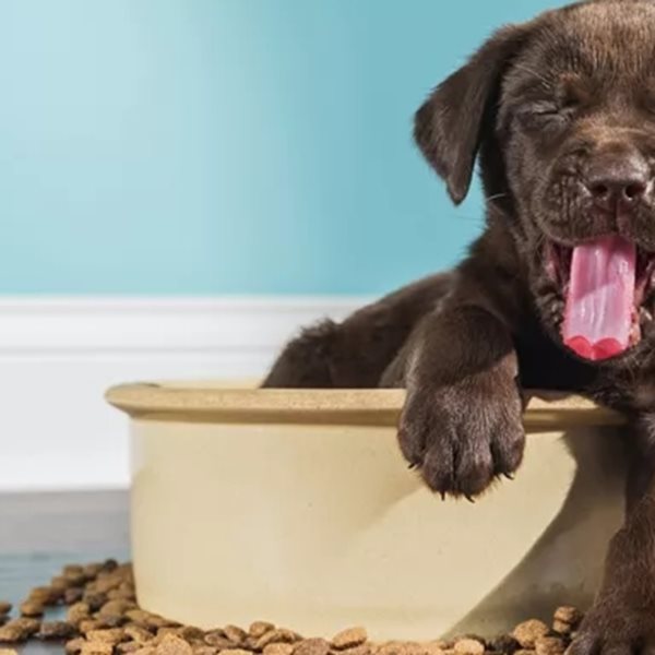 Τι πρέπει να προσέξεις για να επιλέξεις τη σωστή τροφή για τον σκύλο σου