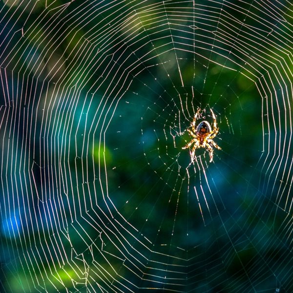 Κι αν η φονική αράχνη-μπανάνα θεραπεύει τη στυτική δυσλειτουργία;