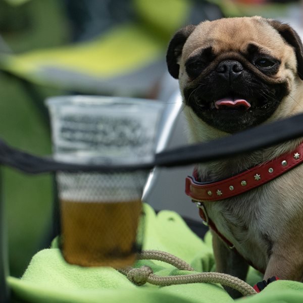 Μπύρα για σκύλους: Αυτό που έλειπε από τον πλανήτη