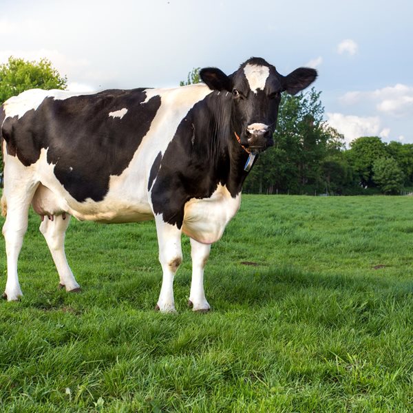 Γιατί όλο και περισσότεροι άνθρωποι γίνονται αλλεργικοί στο κρέας