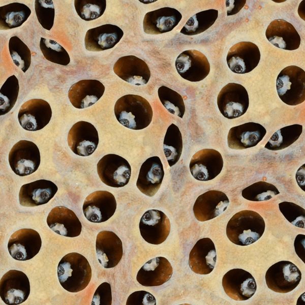 Τι είναι πάλι αυτή η τρυποφοβία;