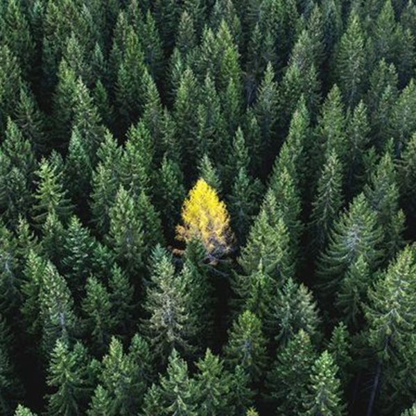 7 ασυνήθιστα αρώματα που μυρίζουν φθινόπωρο