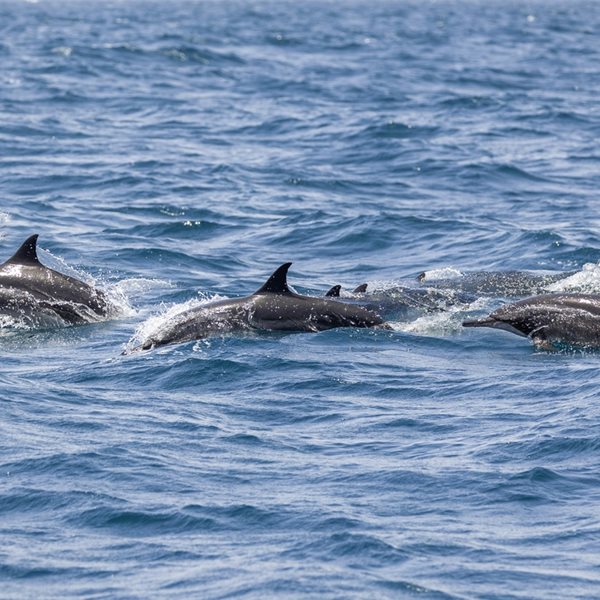 Υπάρχει λόγος που ο πόλεμος στην Ουκρανία σκοτώνει εκατοντάδες δελφίνια