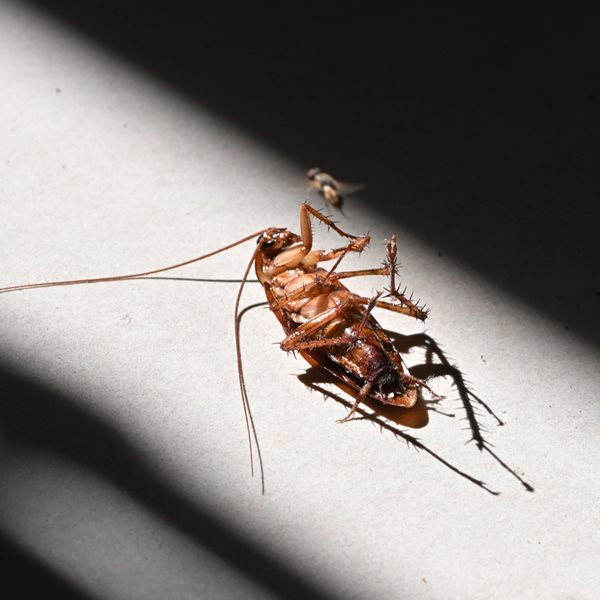 Σε άλλα -αηδιαστικά- νέα, στη Λάρισα κάνουν επιδρομή ιπτάμενες κατσαρίδες