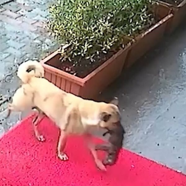 Σκυλίτσα μετέφερε το ετοιμοθάνατο κουτάβι της σε κτηνιατρείο για να το σώσουν (video)