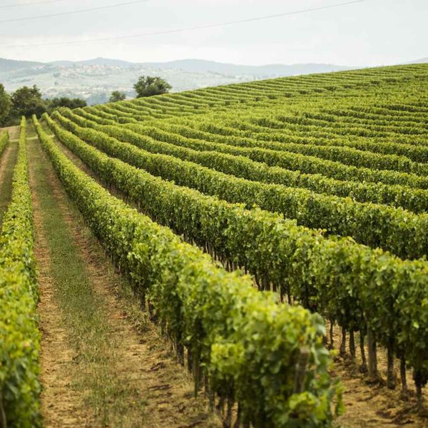 Οι experts του κρασιού λατρεύουν αυτή την περιοχή της Ιταλίας