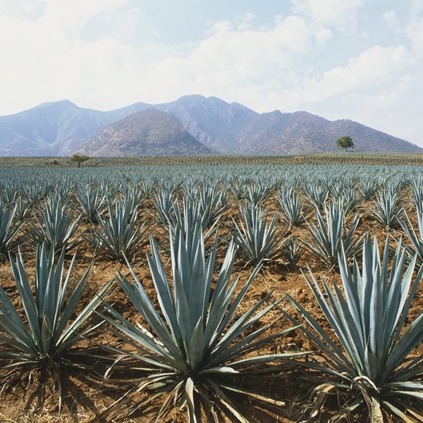 Τελειώνει όντως η τεκίλα στον πλανήτη;