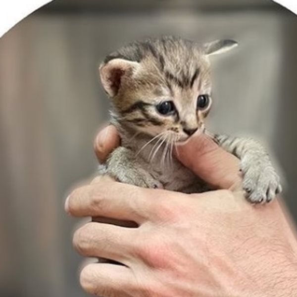 Στο Καταφύγιο του Σωκράτη, τα αδέσποτα ζώα της Αθήνας βρίσκουν στέγη